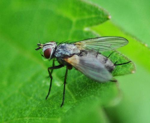 Réf. 310 567 : Solieria pacifica
